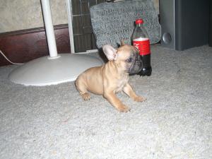 weekoldAKCFrenchbulldogAngels